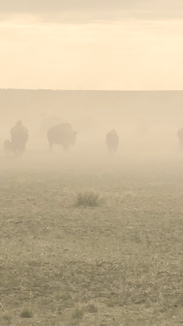 Bison in the dust · video
