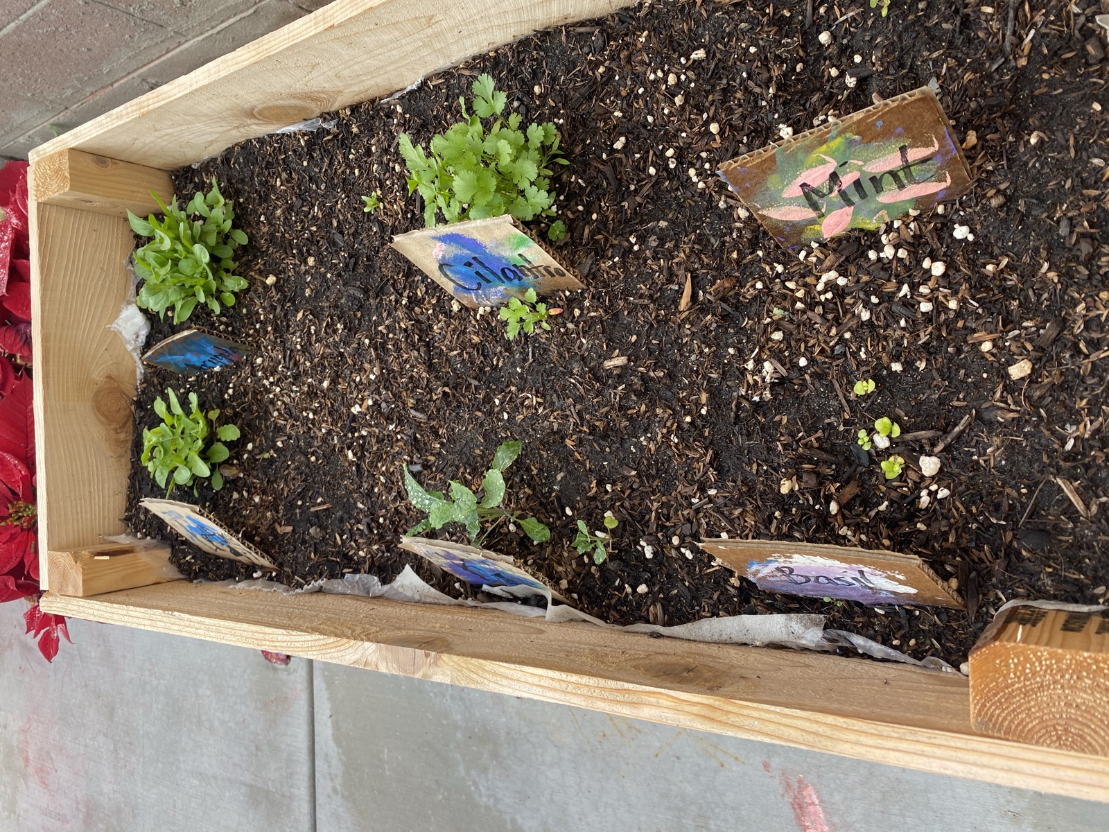 The first seedlings coming up beside their painted labels