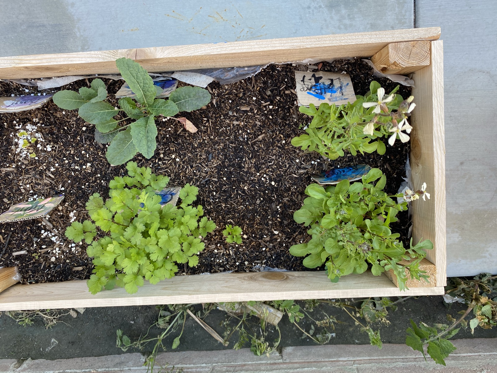 A planter box full of grown herbs and greens
